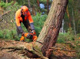 Tree and Shrub Care in Anthony, NM